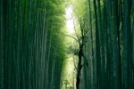 Quiet bamboo forest scenery picture desktop wallpaper