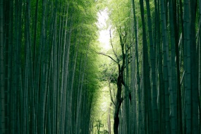 Quiet bamboo forest scenery picture desktop wallpaper