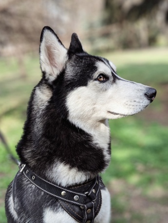 Siberian Husky (Husky) Pictures