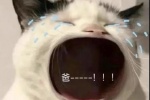 猫咪爸表情包