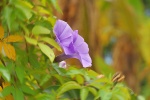 Hazy and beautiful morning glory pictures desktop wallpaper