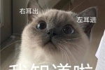 左耳进，右耳出，我知道啦