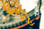 September 9th Double Ninth Festival ginkgo leaves picture wallpaper