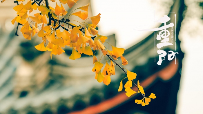 九月九重陽節銀杏樹葉圖片壁紙