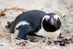 African penguins HD pictures