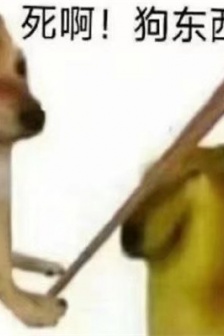 沙雕又可爱的柴犬cheems表情包图片