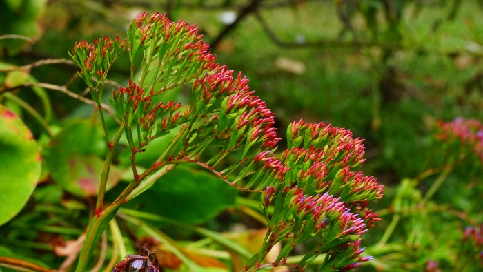 高清補血草圖片桌麵壁紙