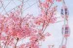 Pink cherry blossom aesthetic wallpaper