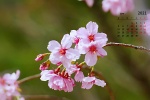 April 2021 cherry blossom pictures desktop calendar wallpaper