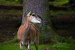 Red deer pictures in the forest