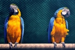 蓝黄金刚鹦鹉高清图片