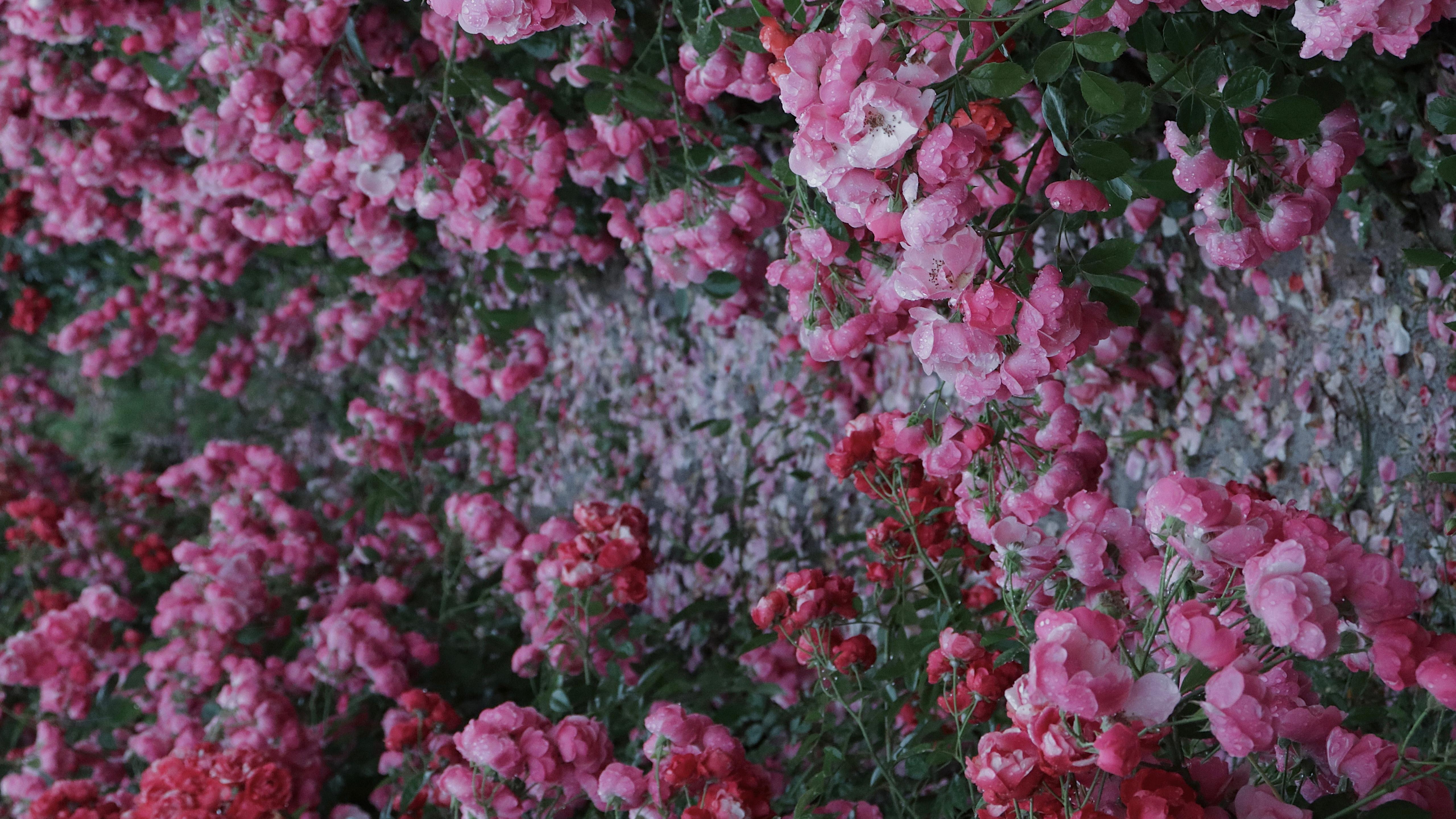 盛开的蔷薇花图片桌面壁纸 蔷薇花壁纸高清精选 三千图片网