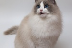 Ragdoll cat pictures