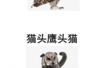 猫头鹰鹰头猫梗图
