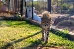 Fierce cheetah pictures