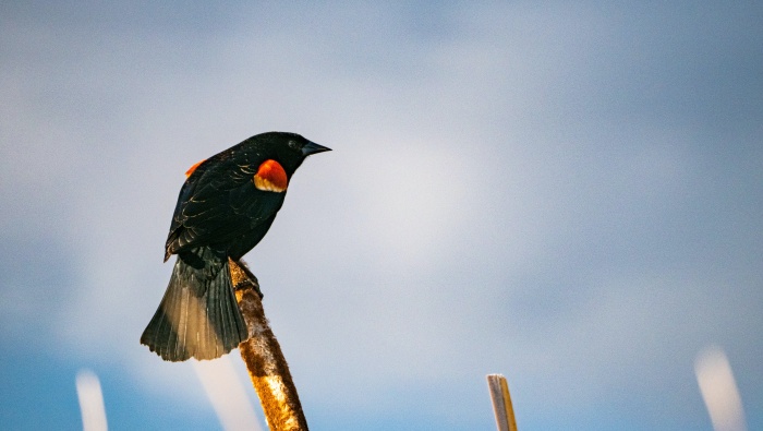 Red-winged blackbird picture desktop wallpaper