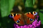 Beautiful peacock butterfly pictures
