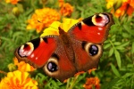 Peacock butterfly picture HD