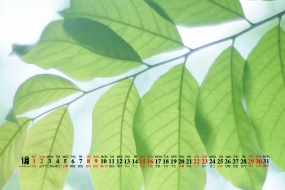 January 2022 Fresh Eye Care Calendar Wallpaper