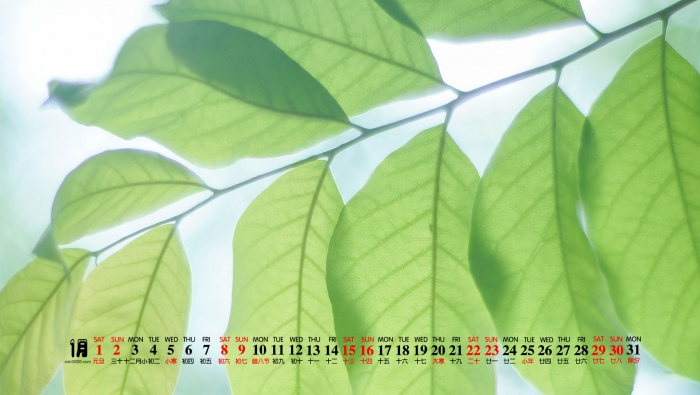 2022年1月小清新护眼日历壁纸