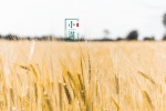 Solar term Xiaoman computer wallpaper with the fragrance of wheat