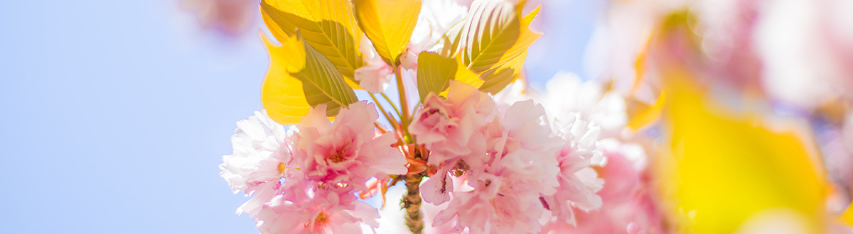 April 2022 Desktop Wallpapers