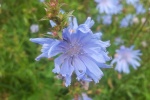 HD wild chicory pictures desktop wallpaper