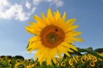 yellow sunflower pictures