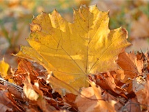 秋天的枫叶（三）