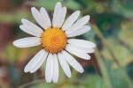 Beautiful HD Daisy Pictures Desktop Wallpaper