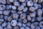 HD blueberry picture desktop wallpaper