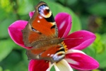Peacock butterfly picture HD