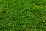 HD green grass natural scenery wallpaper
