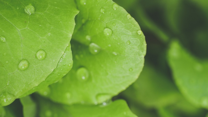 Eye protection green plant background picture desktop wallpaper