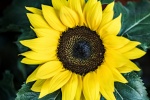 Golden sunflower pictures desktop wallpaper