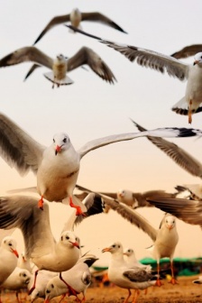 自由飛翔的海鷗圖片