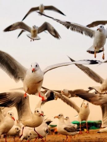 Pictures of seagulls flying freely