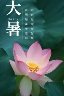 Beautiful summer lotus mobile wallpaper