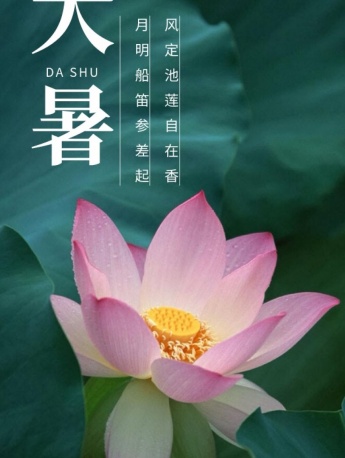 Beautiful summer lotus mobile wallpaper