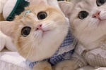 The latest version of cat couple avatar pictures