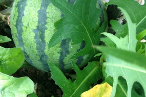 西瓜摄影素材图片桌面壁纸