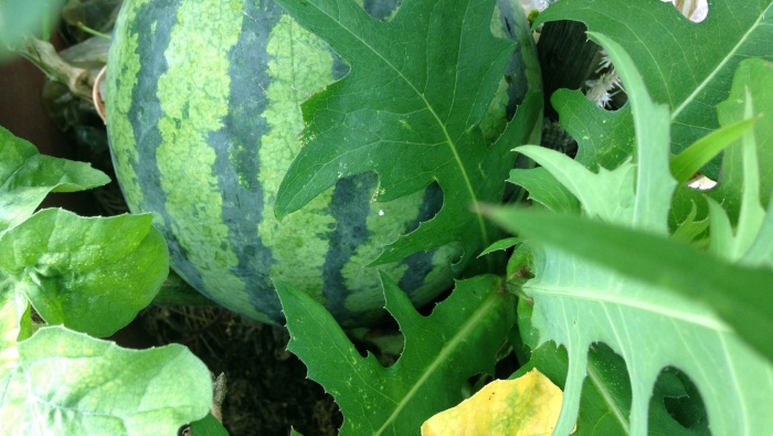 西瓜攝影素材圖片桌麵壁紙