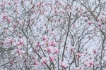 Pink celestial magnolia pictures