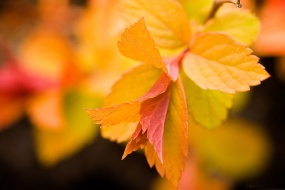 Twenty-Four Solar Terms - Beginning of Autumn Desktop Wallpaper