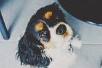 King Charles Spaniel Pictures