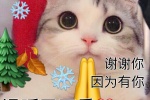 听我说谢谢你猫咪表情包
