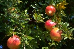 Pomegranate on the pomegranate tree picture desktop wallpaper