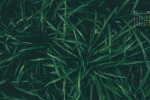 2022年1月绿色草地护眼自然日历壁纸