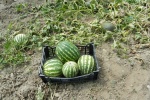 Watermelon photography material picture desktop wallpaper