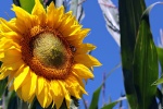 Sunflowers in the sun pictures desktop wallpaper